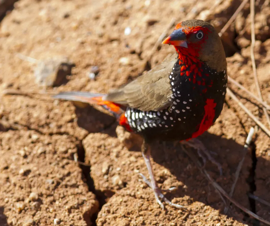 File:Emblema pictum -Karratha, Pilbara, Western Australia, Australia-8 (6).jpg