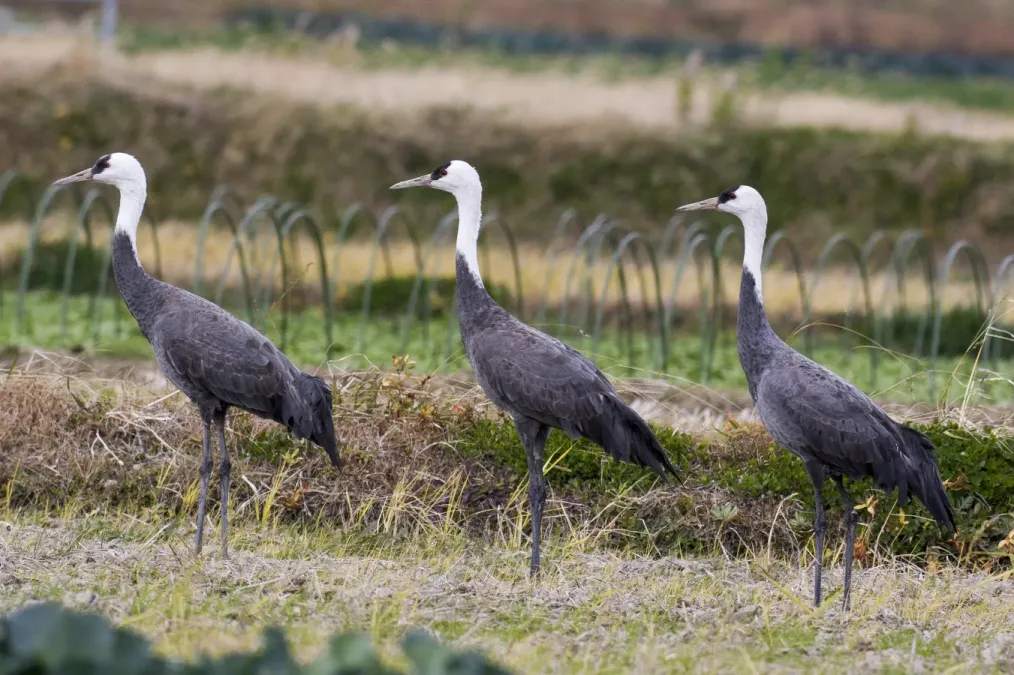 File:Grus monacha at Nakagawa town,Tokushima.jpg