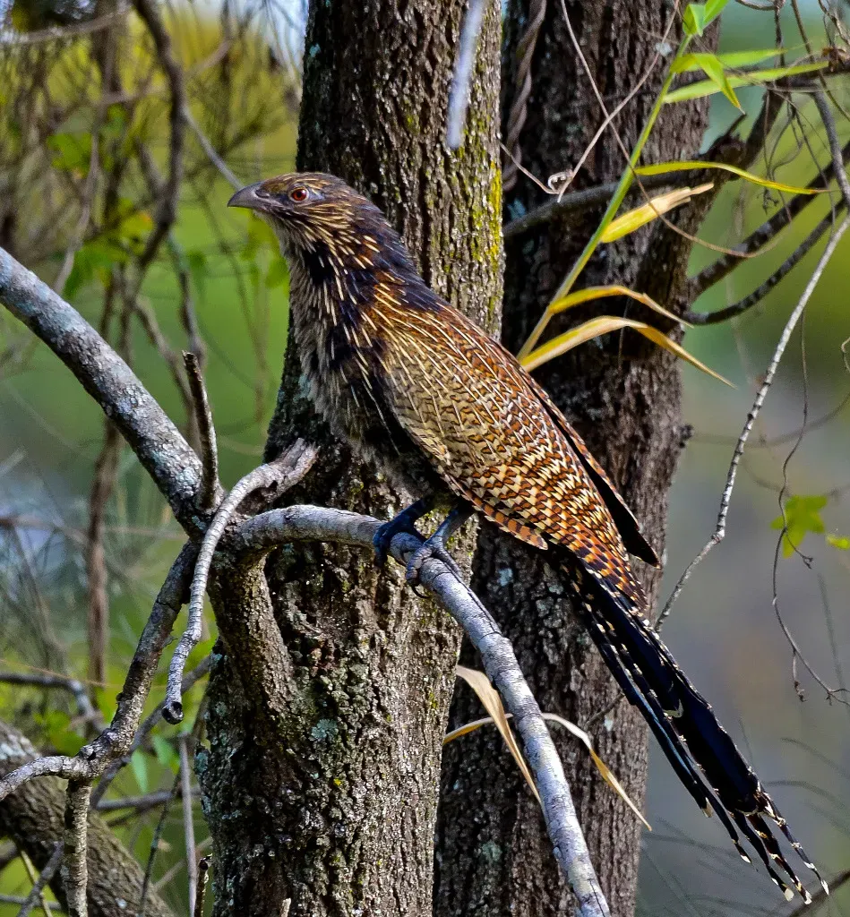 File:Centropus phasianinus -Queensland, Australia-8.jpg