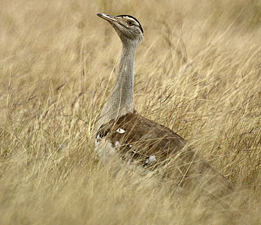 File:Ardeotis australis Birralee.jpg