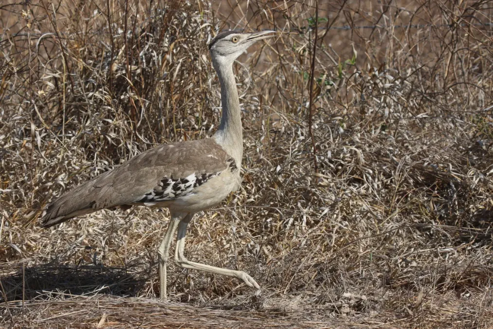 File:Ardeotis australis Atherton Tablelands.jpg