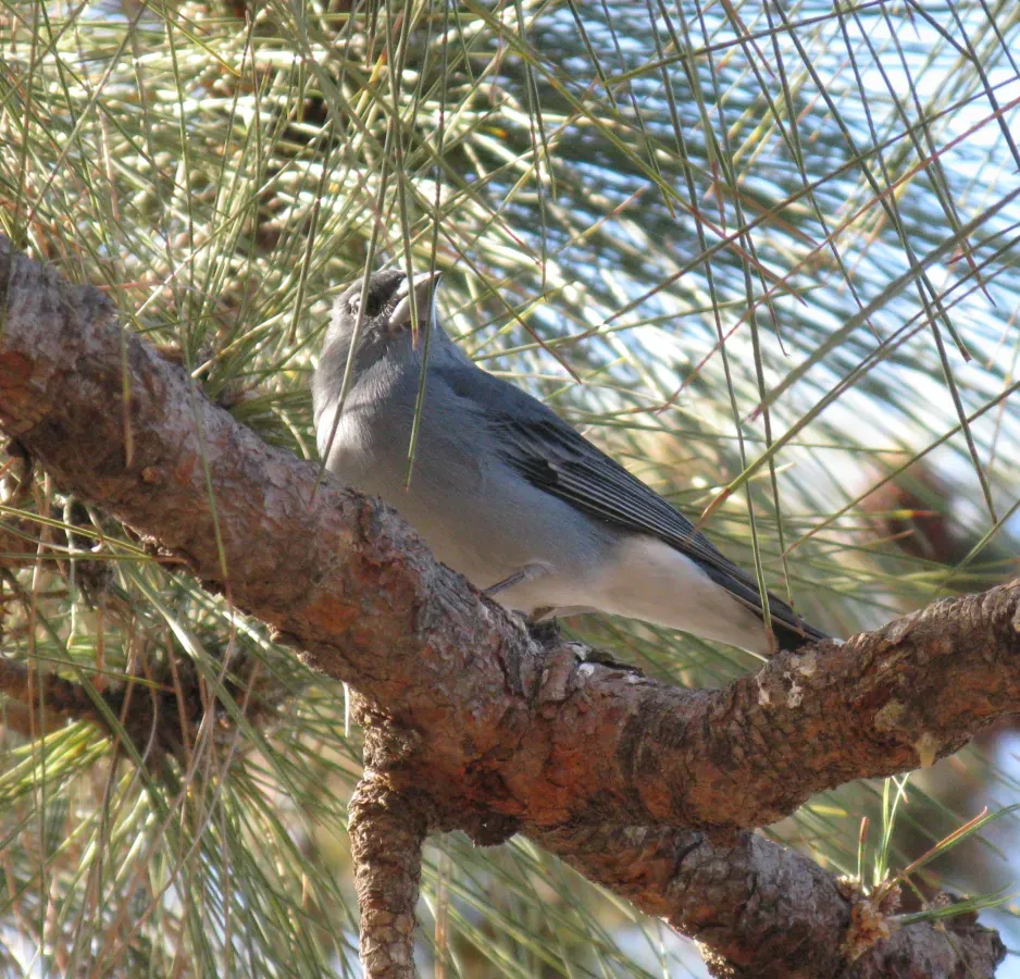 File:Fringilla teydea Pinar de Chio.jpg