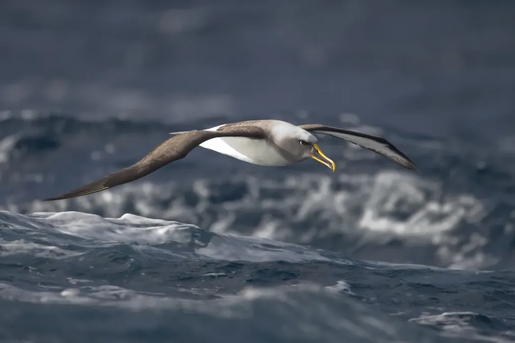 File:Thalassarche bulleri in flight 3 - SE Tasmania.jpg