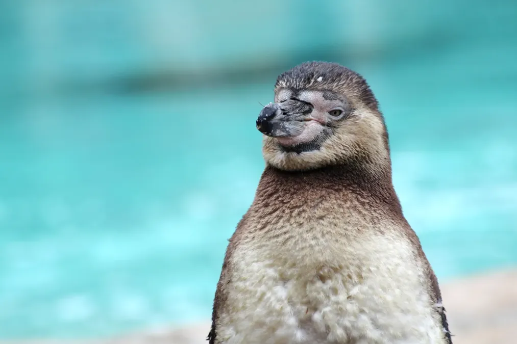 File:Spheniscus humboldti in the London Zoo (01).JPG