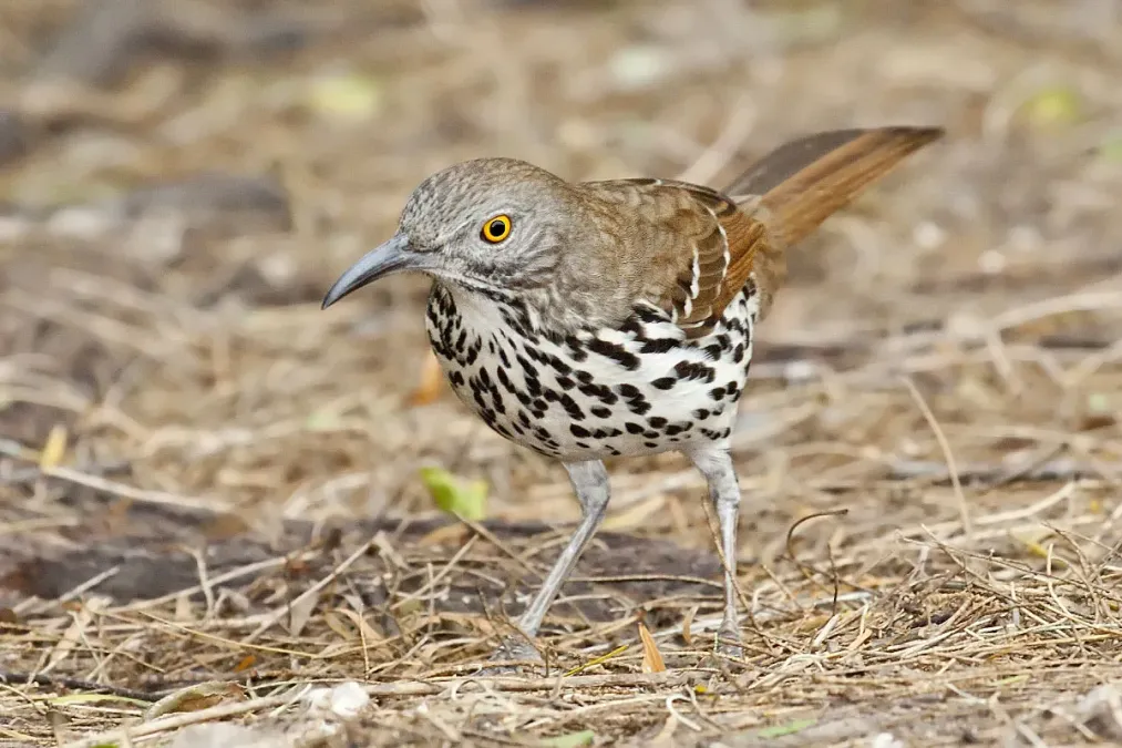 File:Toxostoma longirostre -Laguna Atascosa National Wildlife Refuge, Texas, USA-8.jpg