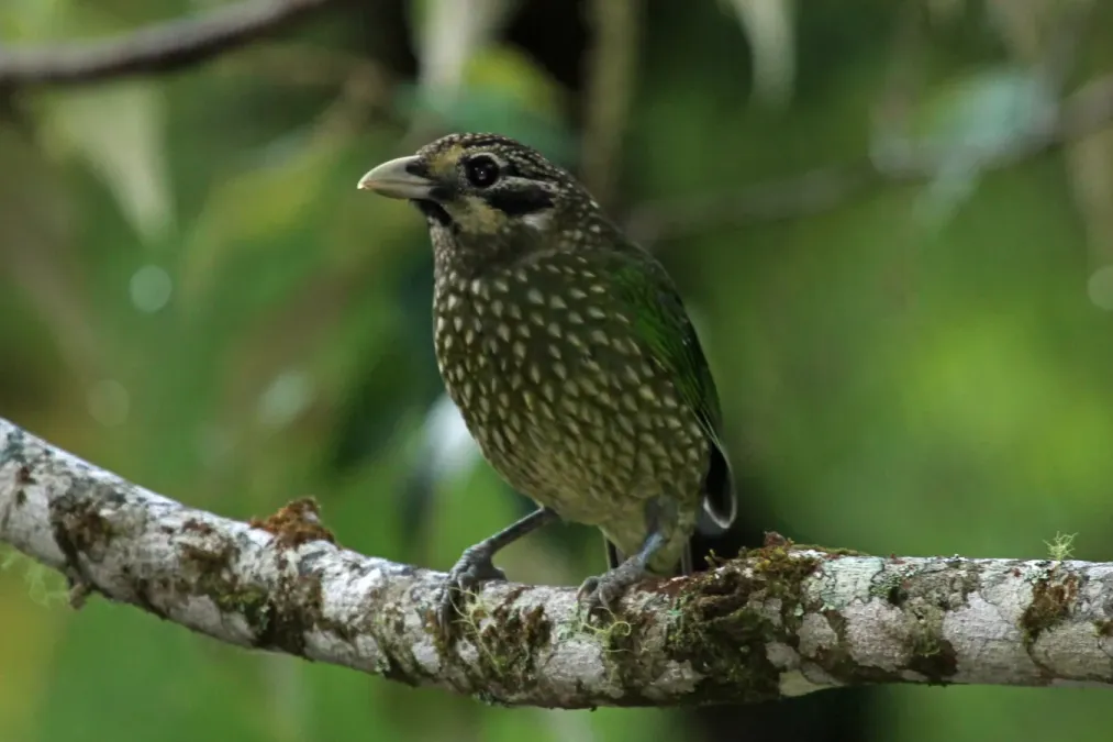 File:Ailuroedus melanotis -Daintree, Queensland, Australia-8 (1).jpg