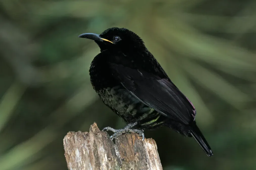 File:Ptiloris victoriae -Daintree, Queensland, Australia-8 (1).jpg