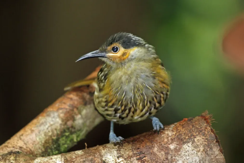 File:Xanthotis macleayanus -Daintree, Queensland, Australia-8.jpg