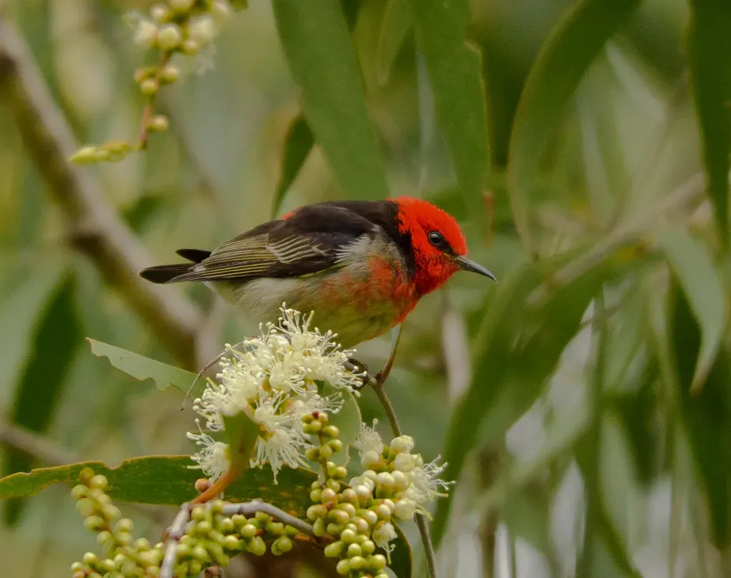 File:Myzomela sanguinolenta -Brisbane, Queensland, Australia -male-8.jpg
