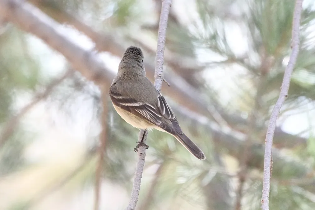 File:Empidonax hammondii-1.jpg