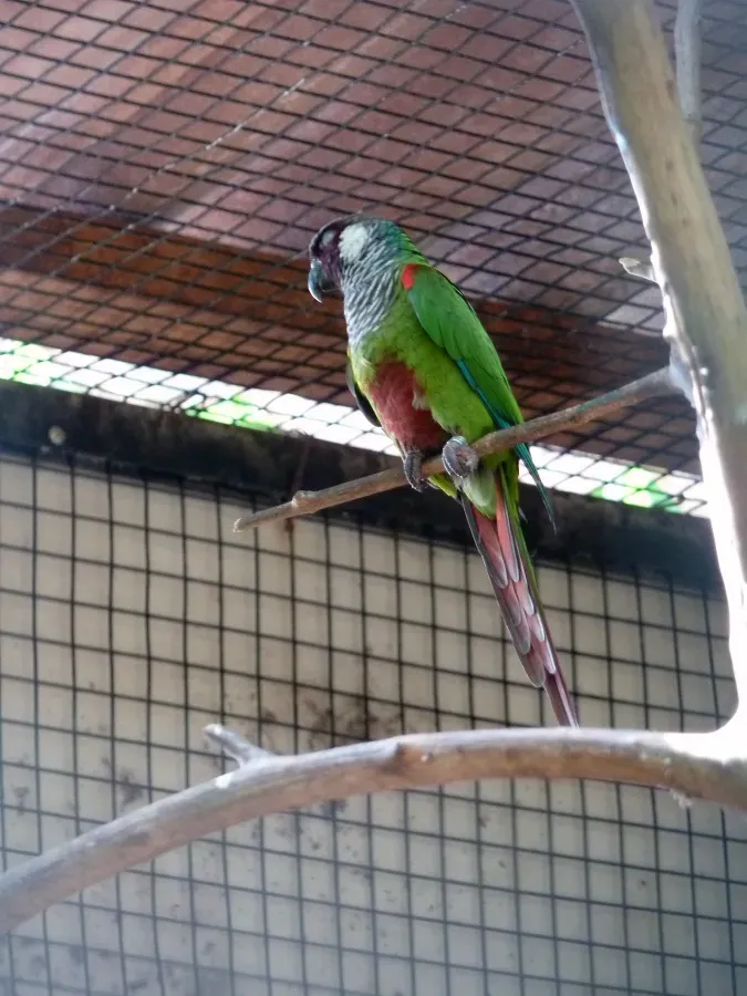 File:Pyrrhura leucotis -Parque das Aves, Foz do Iguacu, Brazil-8a.jpg