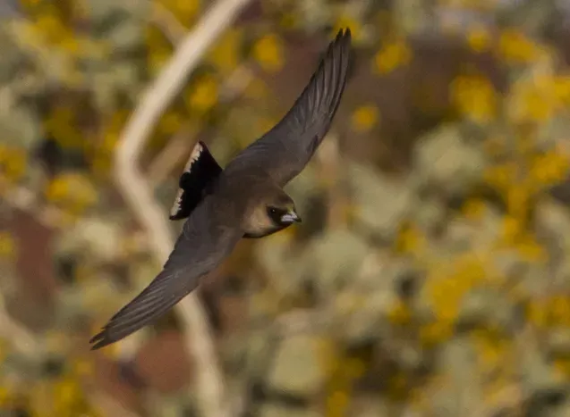 File:Artamus minor Karratha 2.jpg