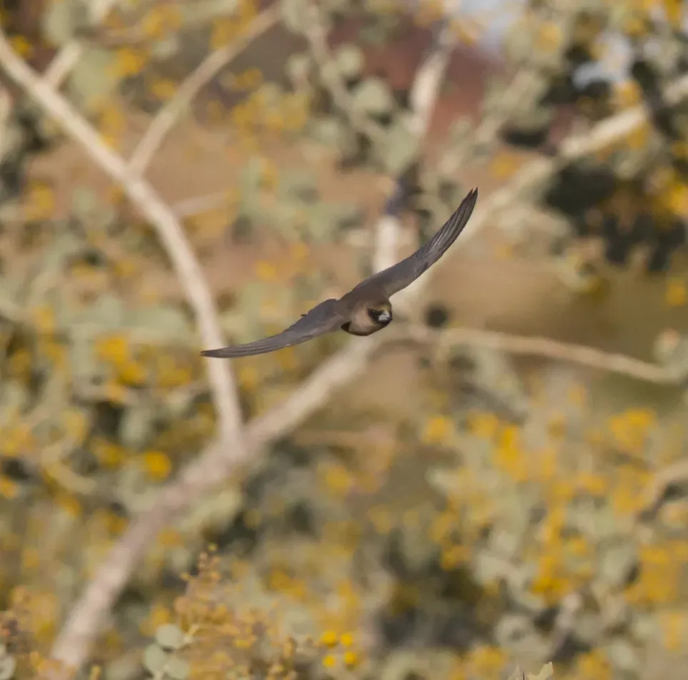 File:Artamus minor Karratha 3.jpg
