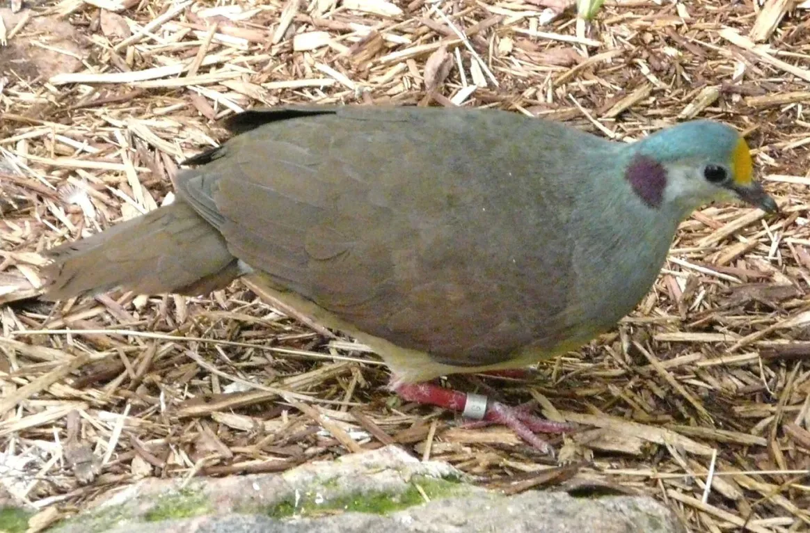 File:Gallicolumba tristigmata -Oklahoma City Zoo, Oklahoma, USA-8a.jpg