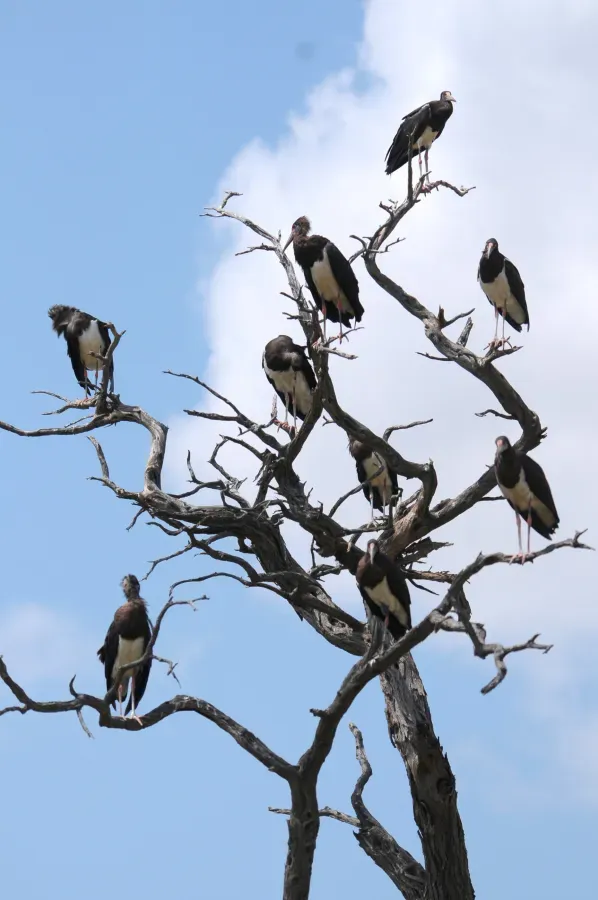 File:Ciconia abdimii Kalahara Nossop 106.jpg