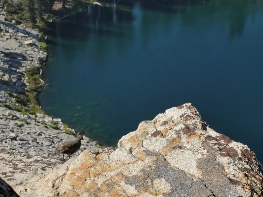 File:Oreortyx pictus above Jennie Lake.jpg
