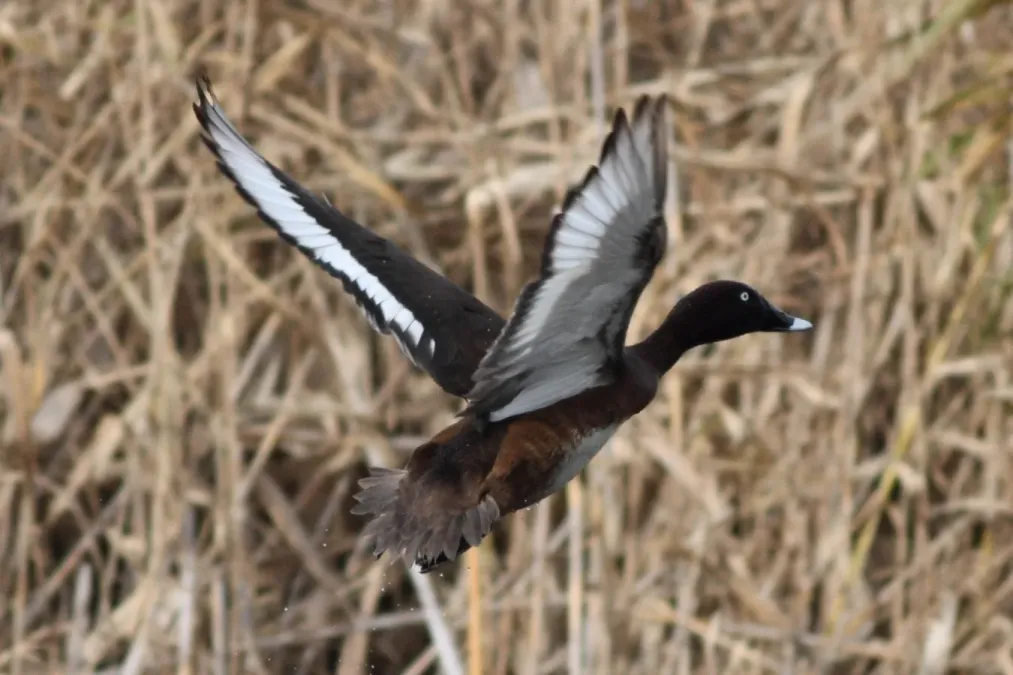 File:Aythya australis -Coolart Wetlands, Mornington Peninsula, Victoria, Australia -male-8.jpg