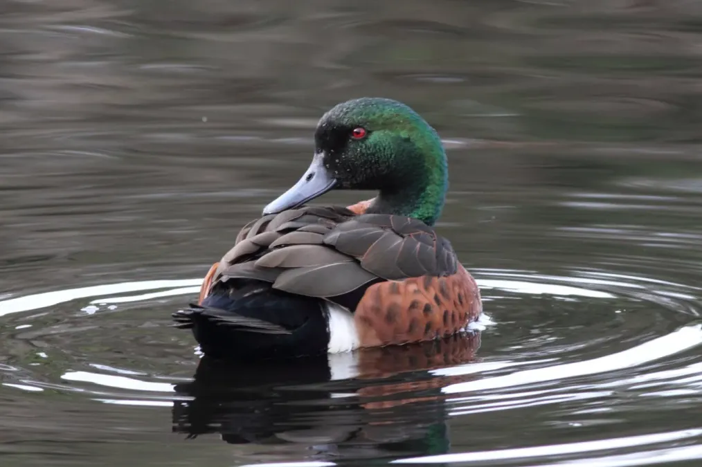 File:Anas castanea -Coolart Wetlands, Mornington Peninsula, Victoria, Australia -male-8.jpg