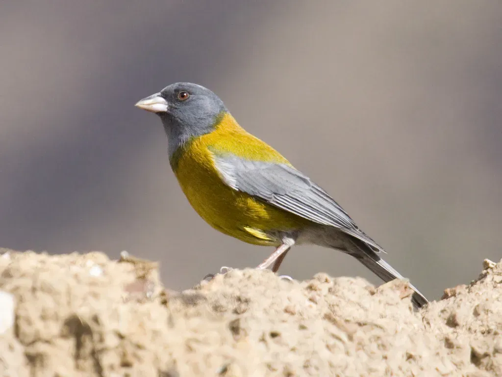 File:Phrygilus punensis -near Cusco, Peru-8.jpg
