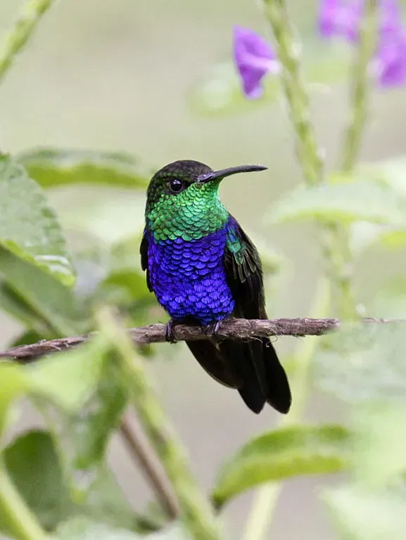 File:Thalurania furcata -near Amazonia Lodge, Manu National Park, Peru-8.jpg