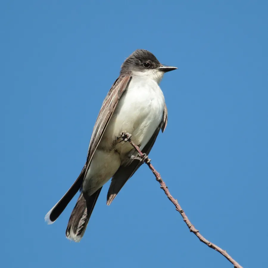 File:Tyrannus tyrannus CT.jpg