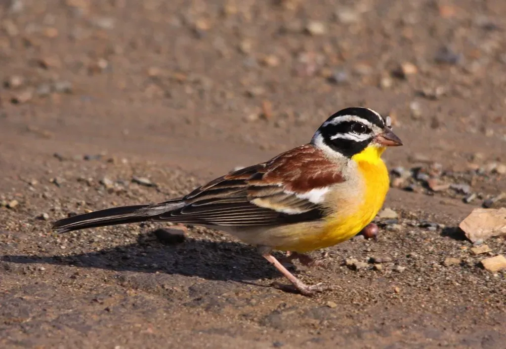 File:Emberiza flaviventris -Hluhluwe-Umfolozi Game Reserve, South Africa-8.jpg