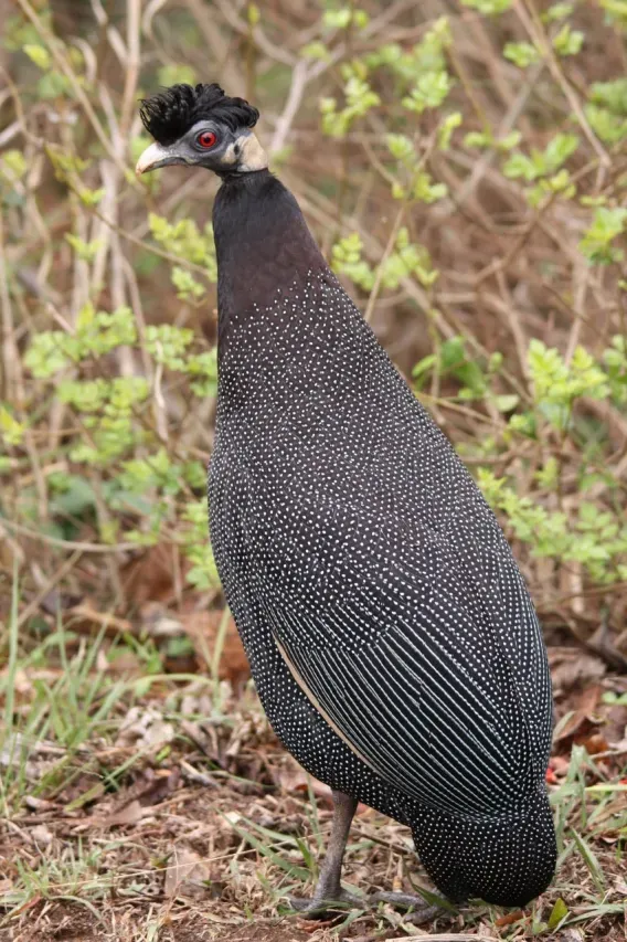 File:Guttera pucherani -Hluhluwe-Umfolozi Game Reserve, South Africa-8.jpg