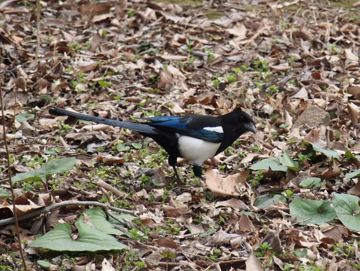 File:Pica serica, Halla, Korea.jpg