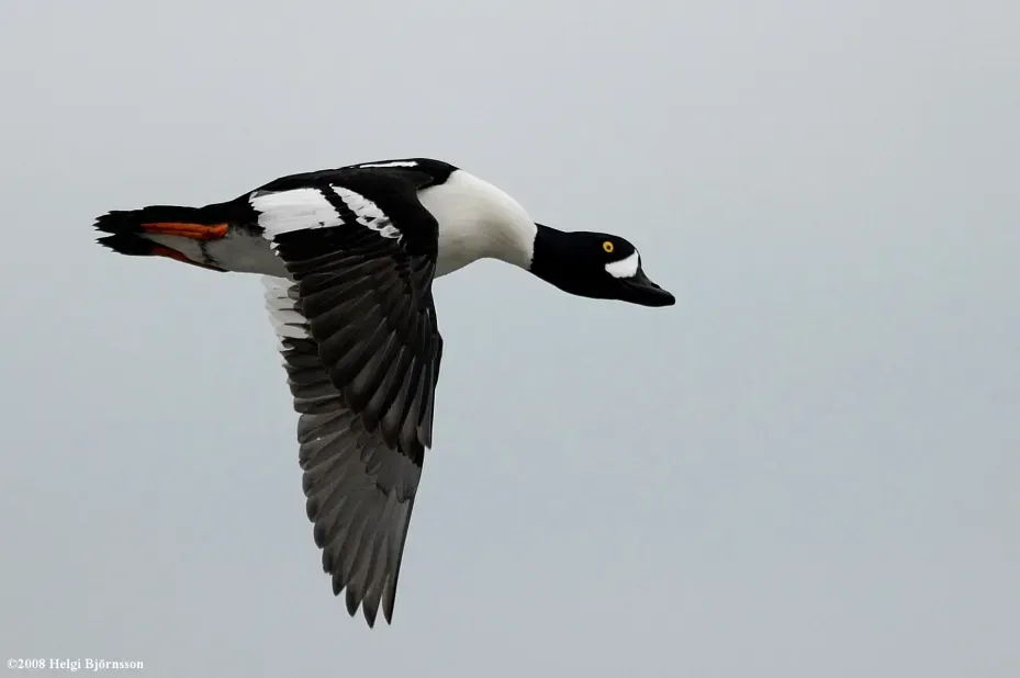 File:Bucephala islandica-1.jpg