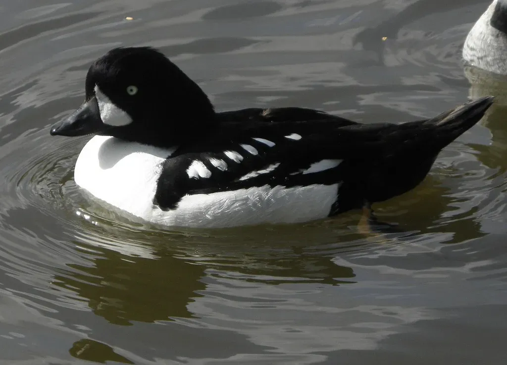 File:Bucephala islandica-2.jpg