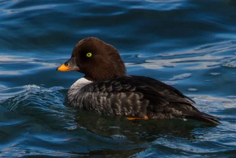 File:Bucephala islandica-3.jpg