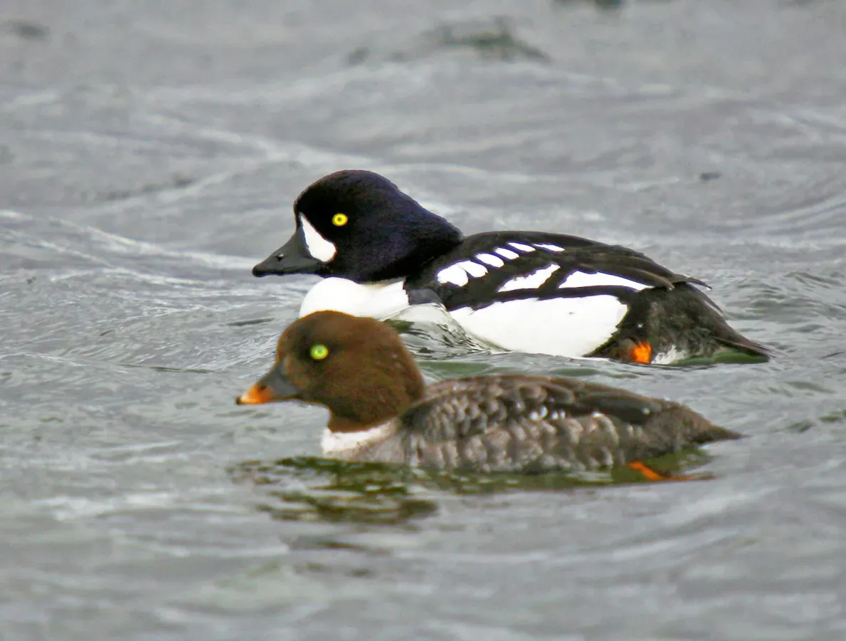 File:Bucephala islandica-male, female.jpg