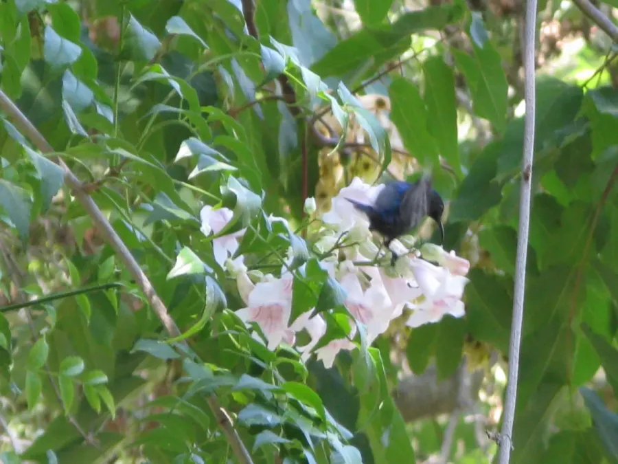 File:Cinnyris osea bird (Male)- Jerusalem.jpg