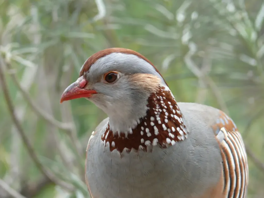 File:Alectoris barbara portrait Tenerife.jpg