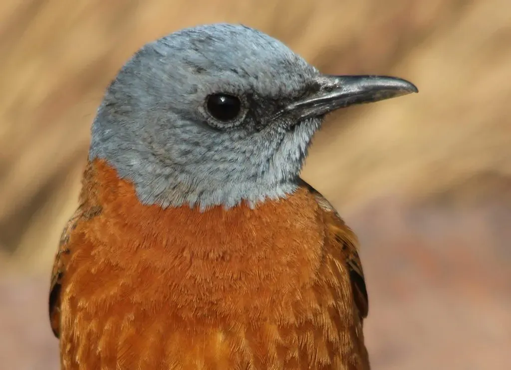File:Cape Rock Thrush, Monticola rupestris at Marakele National Park, South Africa.jpg