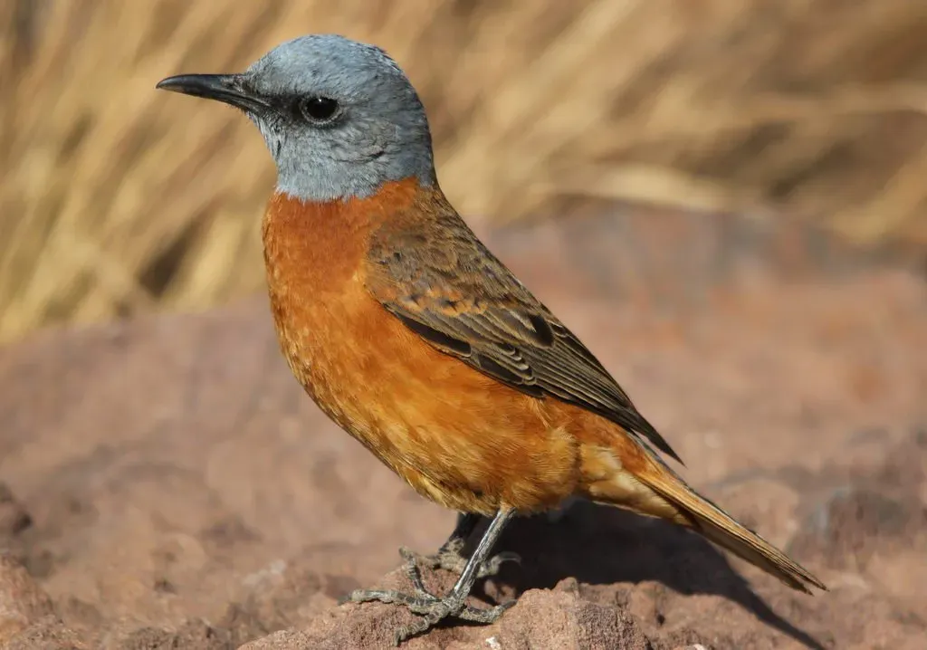 File:Monticola rupestris -Marakele National Park, South Africa -male-8 (1).jpg