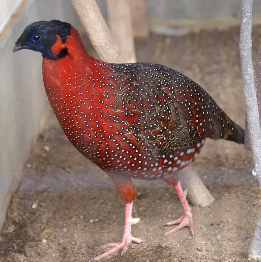 File:Tragopan satyra by OpenCage.jpg