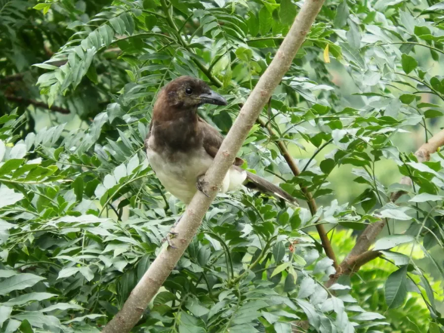 File:Cyanocorax morio (Brown jay).JPG