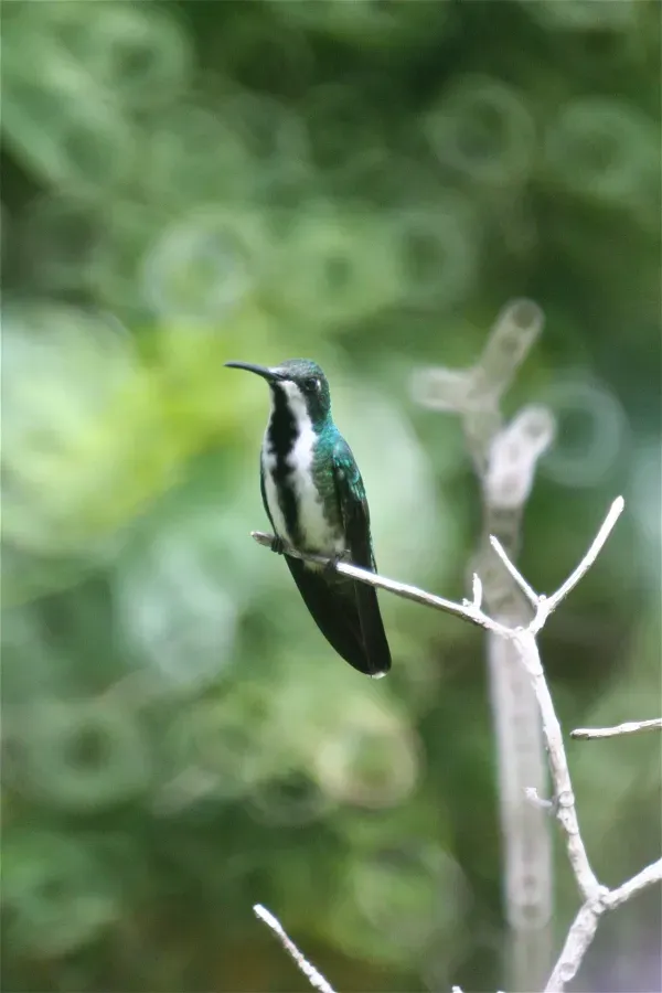 File:Female Black-throated Mango (Anthracothorax nigricollis).jpg