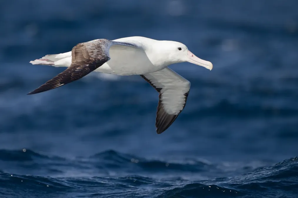 File:Diomedea epomophora in flight 3 - SE Tasmania.jpg