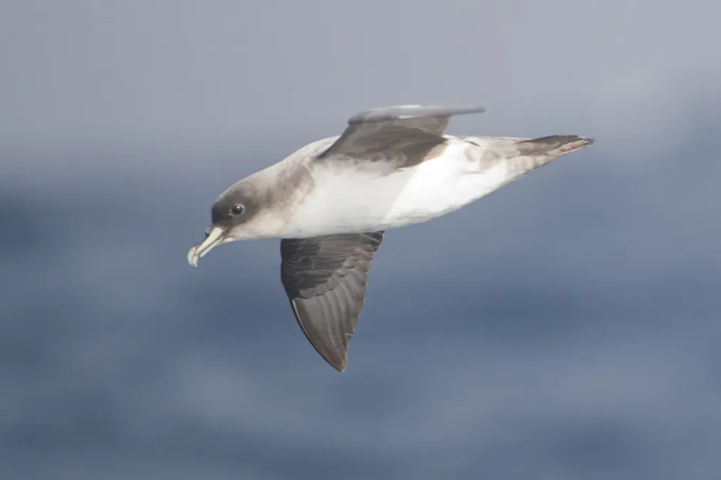 File:Procellaria cinerea 2 - SE Tasmania.jpg