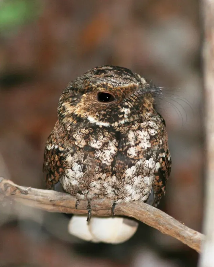 File:Antrostomus noctitherus -Puerto Rico-8.jpg
