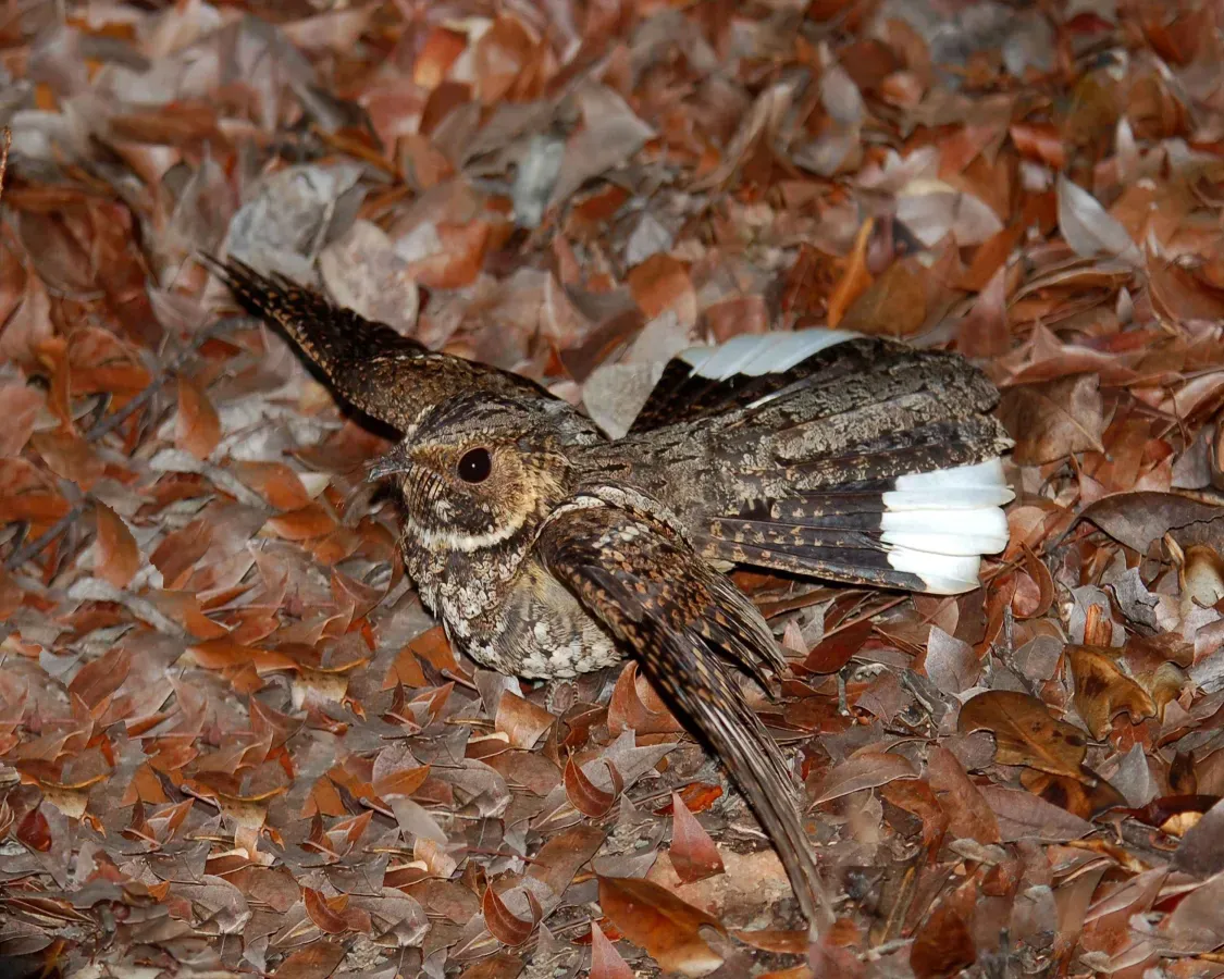File:Antrostomus noctitherus -Puerto Rico -taking off-8.jpg