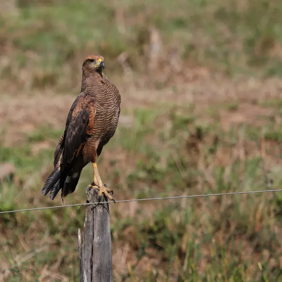 File:Buteogallus meridionalis Pantanal.jpg