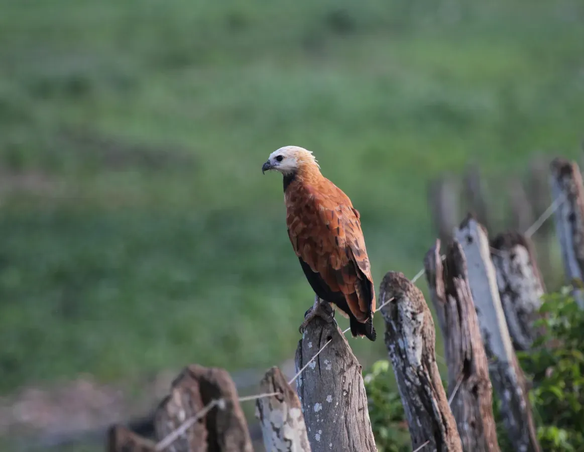 File:Busarellus nigricollis Pantanal.jpg