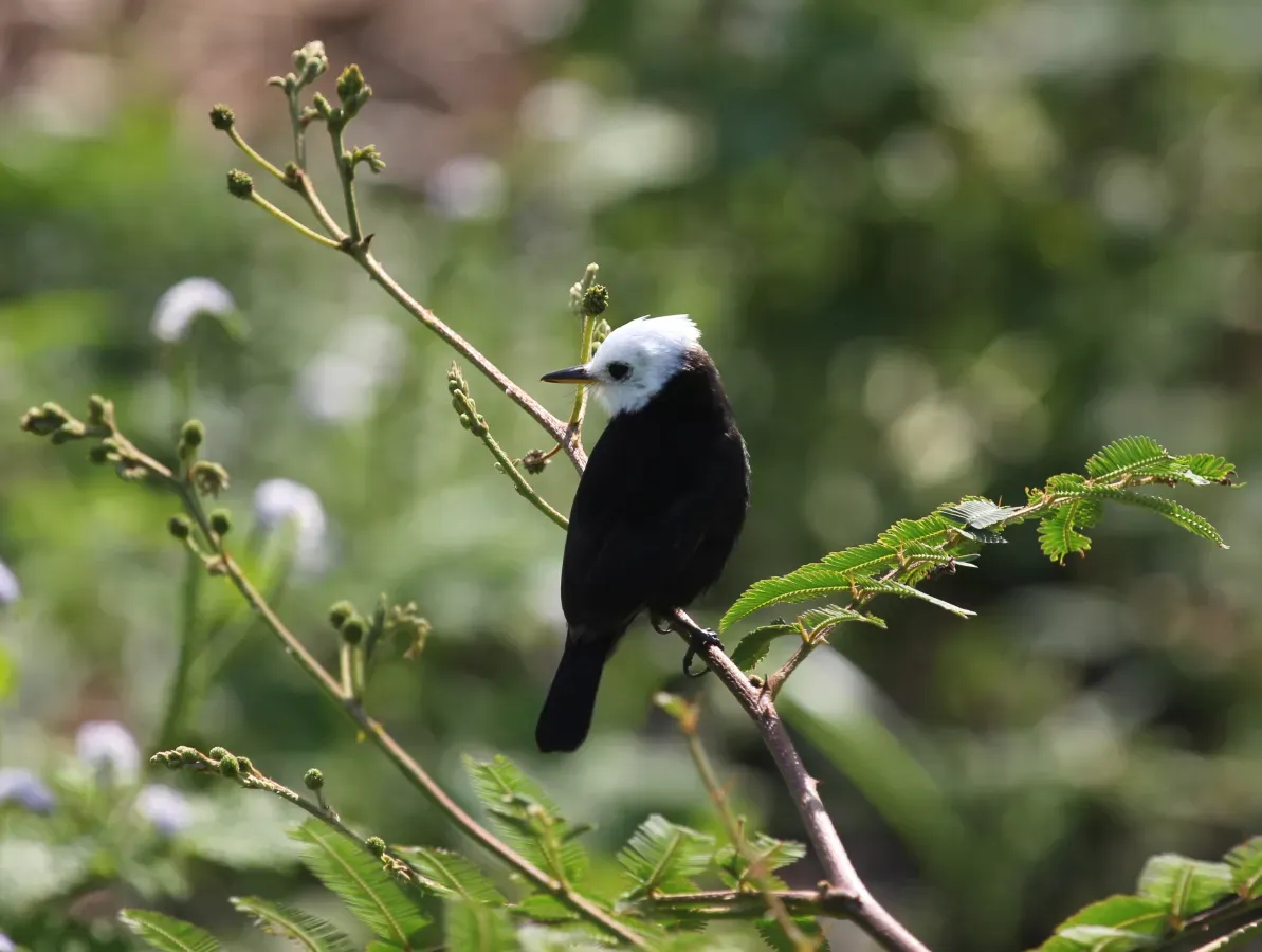 File:Arundinicola leucocephala Pantanal.jpg