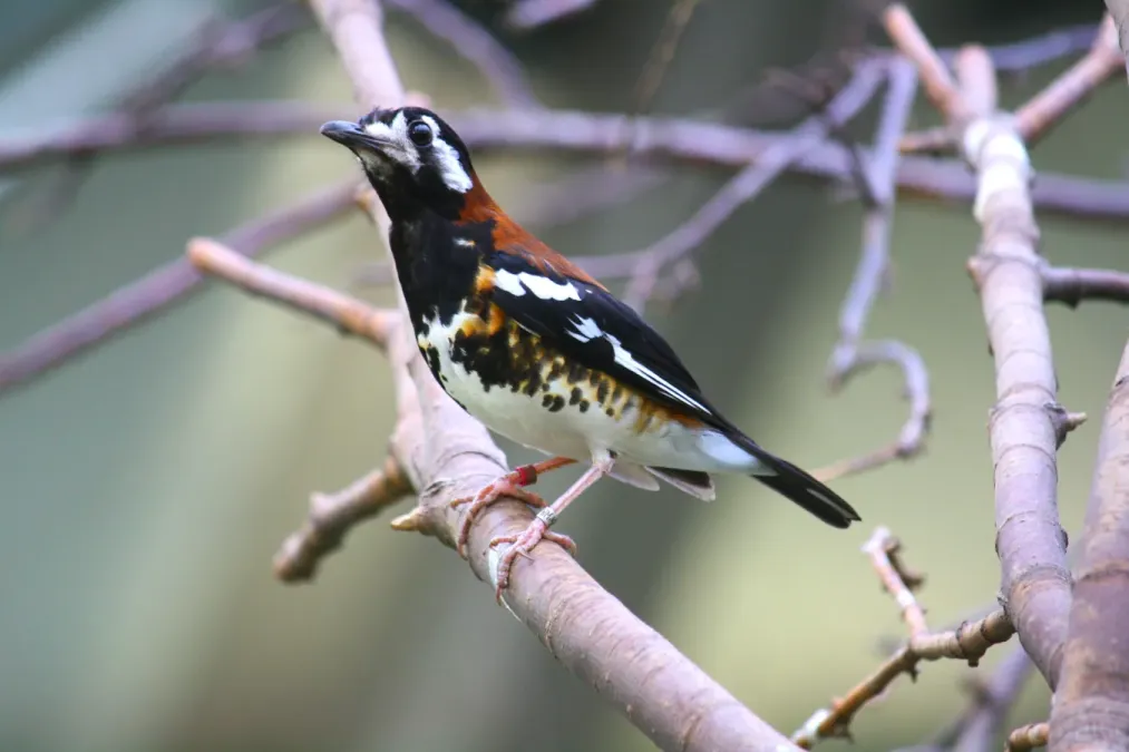 File:Geokichla dohertyi in Edinburgh Zoo.JPG