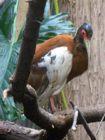 File:Stavenn Lophotibis cristata 00.jpg