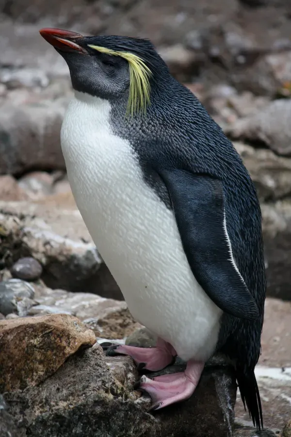 File:Eudyptes moseleyi in Edinburgh Zoo.JPG