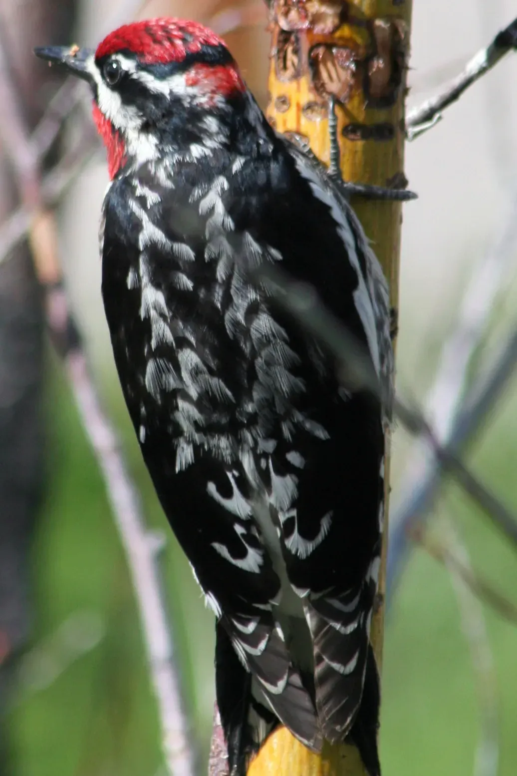 File:Red-naped sapsucker sphyrapicus nuchalis cropped.JPG